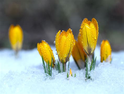 Flowers in Winter: How They Survive and Hardy Cultivars