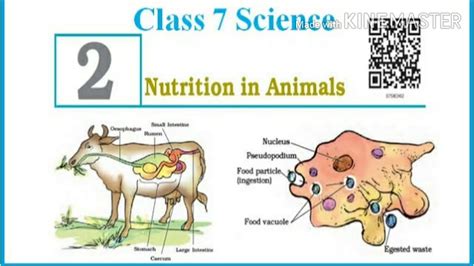 Symbiotic Plants Examples Class 7