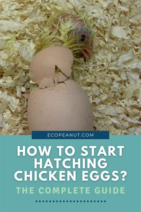 How to start hatching chicken eggs the complete guide – Artofit