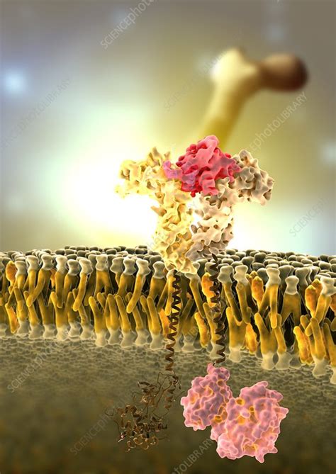 Growth hormone receptor, molecular model - Stock Image - C008/9744 - Science Photo Library