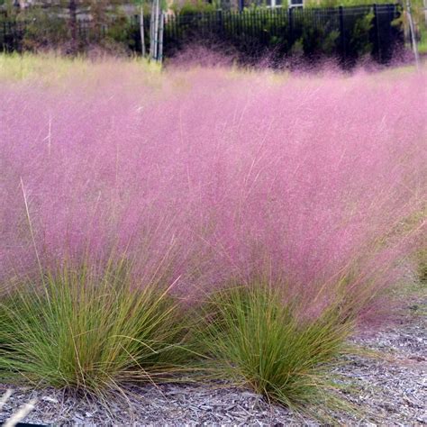 Pink Muhly Grass (Muhlenbergia capillaris)