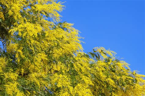 Acacia dealbata / Mimosa Tree – Caragh Nurseries