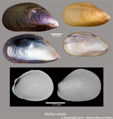 Mytilus edulis Linnaeus, 1758 | Marine Bivalve Shells of the British Isles