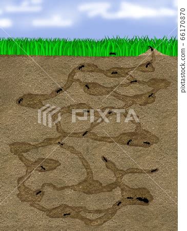 Illustration cross section of ant nest (with ant) - Stock Illustration [66170870] - PIXTA