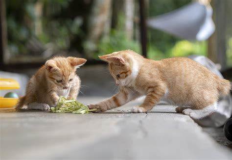 Are Dogs And Cats Blind When Born