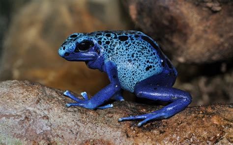 Online crop | blue frog, nature, animals, frog, poison dart frogs HD ...