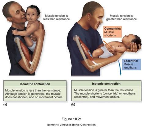 10.7 Factors Affecting Skeletal Muscle Tension Within the Body and 10.7b Isometric Contractions ...