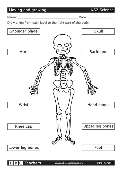 Bbc teachers ks2 science worksheet moving and growing by Consuelo ...