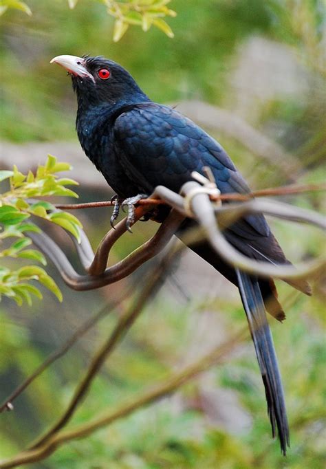 Male Asian Koel ( Eudynamys scolopaceus ) -- The true koels are a genus ...