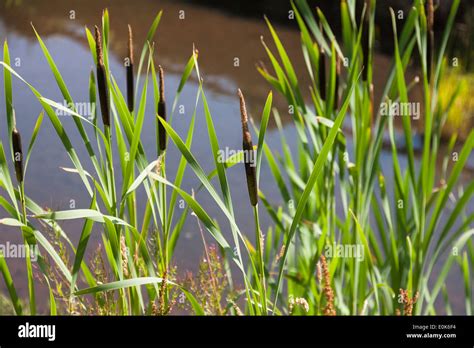 Bulrushes in an English pond Stock Photo - Alamy