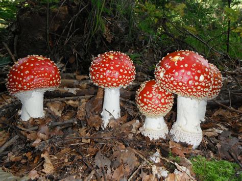 Free Images : red, fungus, mushrooms, toadstools, fly agaric, bolete ...