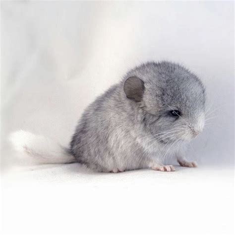 Baby chinchilla! A little rain cloud so cute | Chinchilla cute, Cute baby animals, Baby animals ...