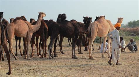 Nagaur Fair: A glimpse into one of the largest cattle fair in rustic Rajasthan | Picture Gallery ...