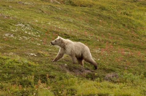 This Rare White Grizzly Bear Was Spotted In Canada and It Is Beautiful