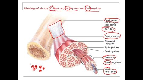 Muscles Endomysium, Perimysium, Epimysium - YouTube