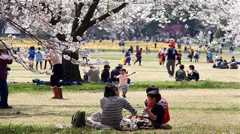 A Beginner's Guide to Cherry Blossom Viewing: How to do hanami?