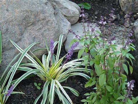 Hill Shepherd: Variegated Liriope or monkey grass