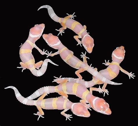 How Do Geckos Breed