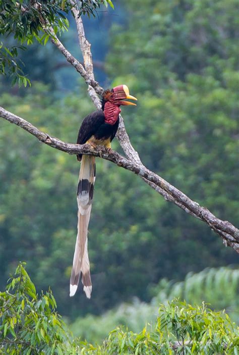 Helmeted Hornbill Sounds & Calls | Wild Ambience Nature Sounds