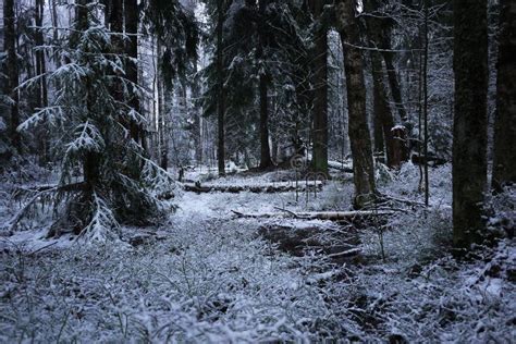 Snow Falls in the Forest with Trees. Intense Snow Instantly Covers the Surface of the Forest and ...