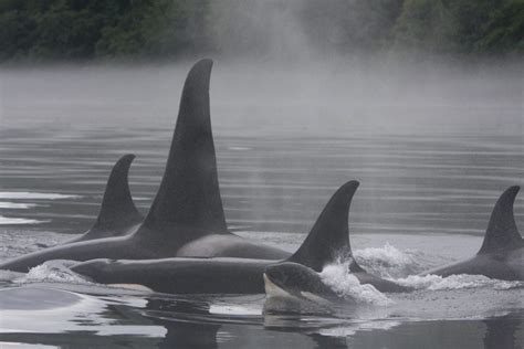 Orca (Killer Whale) - Whale & Dolphin Conservation USA