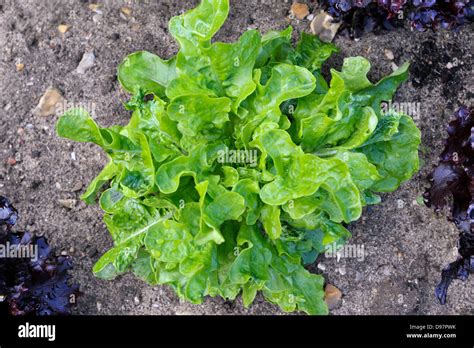 Green leaf lettuce growing on a vegetable plot Stock Photo - Alamy