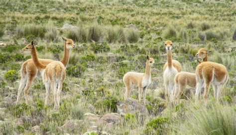 Wild Guanaco herd in pampa stock photo. Image of fauna - 83384422