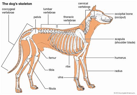 Skeleton - Cartilage, Endoskeleton, Exoskeleton | Britannica