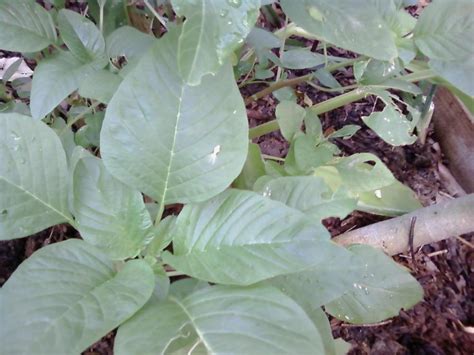 Pest on Callaloo Plant in the Pests and Diseases forum - Garden.org