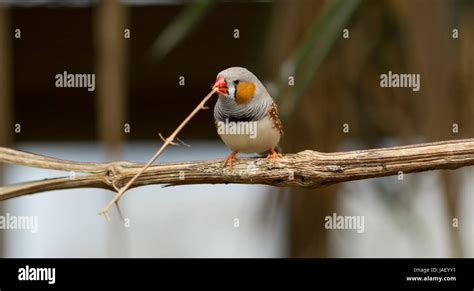 colorful finch nest building Stock Photo - Alamy