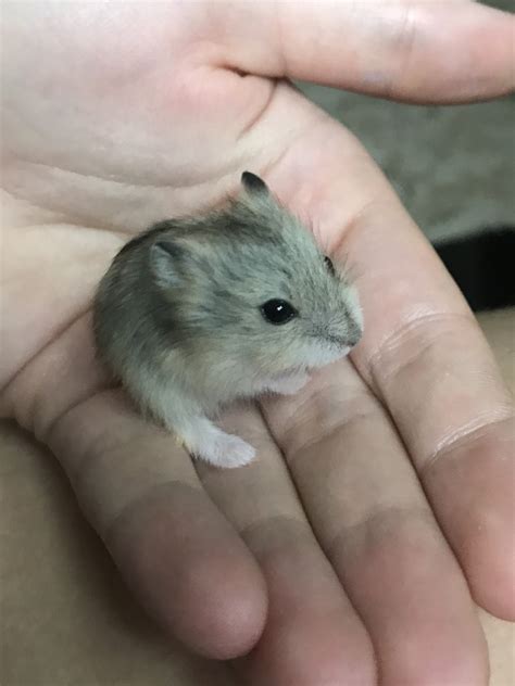 Campbell's dwarf hamster Rodents For Sale | Atglen, PA #334571