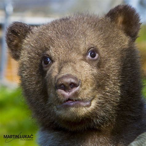 Czech it out! Two Brown Bear Cubs Make Their Public Debut! | Brown bear ...