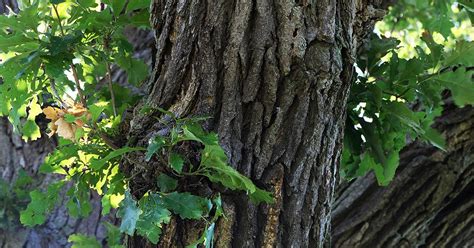 Oak Bark: Benefits, Dosage, Side Effects, and More