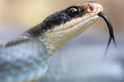 Day in the life of a blue racer snake researcher | Wildlife Preservation Canada Blog