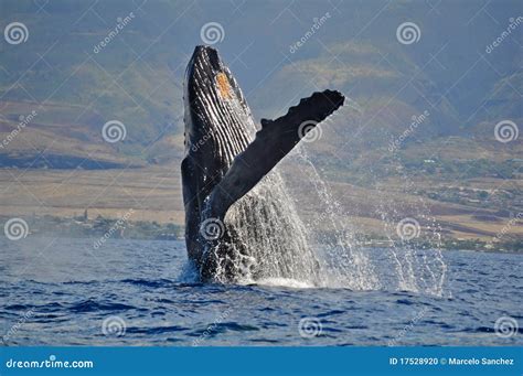 Breaching Humpback Whale stock photo. Image of marine - 17528920