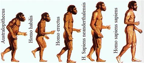 Evolucion Del Hombre Resumen - Dinami