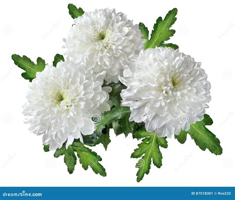 Bouquet Of White Chrysanthemum Flowers Stock Image - Image of beauty, bouquet: 87518301