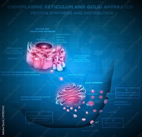 Endoplasmic reticulum and Golgi Apparatus. Protein synthesis and ...