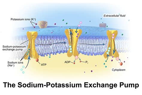 Difference Between Ion Channel and Transporter | Compare the Difference ...