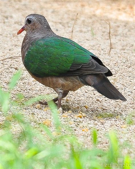 Zul Ya - Birds of Peninsular Malaysia: Burung Punai Dan Pergam ( Pigeon )