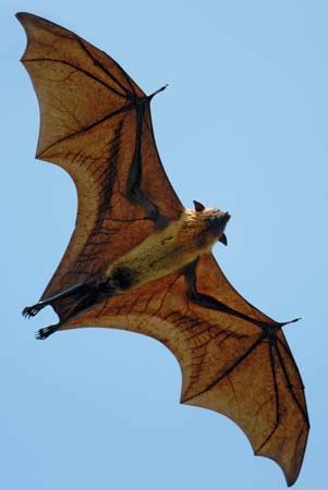 Fascinating Flying Foxes: Gentle Giants Under Threat | Saving Earth | Encyclopedia Britannica