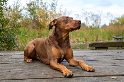 Doberman Mixes: 45 Different Doberman Pinscher Crossbreeds