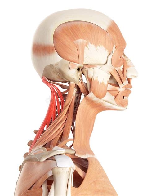 Semispinalis Capitis Stock Illustrations – 153 Semispinalis Capitis ...