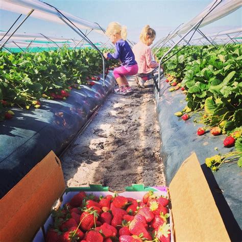 Bullsbrook Strawberry Farm, Strawberry Picking Perth 263 Old West Road ...