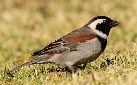 Cape Sparrow, Passer melanurus at Walter Sisulu National Botanical Garden, Johannesburg, South ...