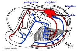 Mollusca - Circulatory System :)