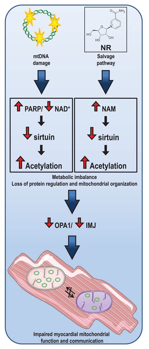 Figures and data in Instability in NAD+ metabolism leads to impaired cardiac mitochondrial ...