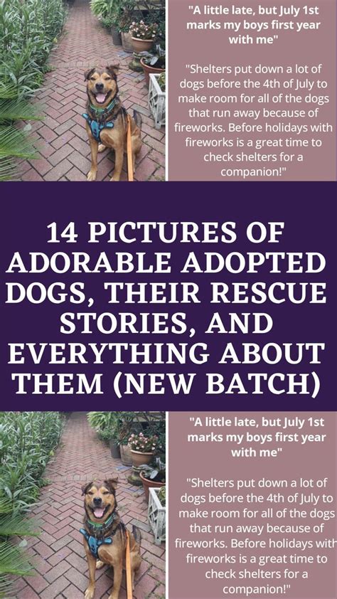 14 pictures of adorable adopted dogs their rescue stories and ...