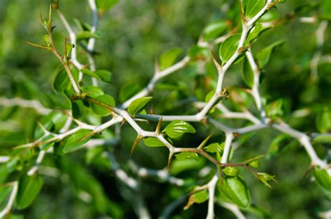 Thorny Bushes