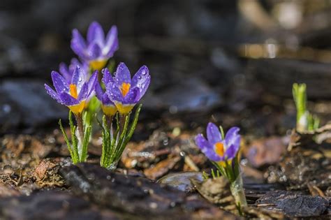 Crocus: Plant Care and Collection of Varieties - Garden.org